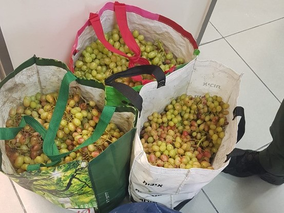 חלק מיבול הענבים שנגנב. צילום: משטרת ישראל