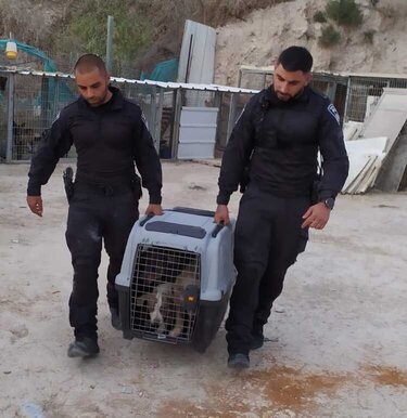 נצרת: עשרות כלבים הוחזקו בתת תנאים