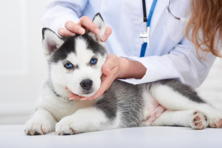 וטרינר וטרינרית טיפול בחיות כלב גור אסקי סיבירי מרפאת חיות